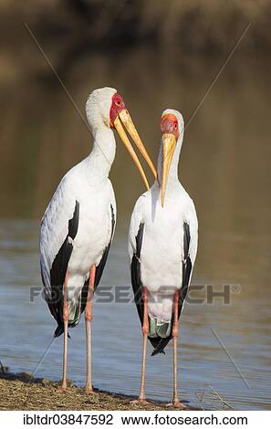 "Yellow-billed Stork (Mycteria ibis), pair, male on the left, during the breeding season, at the lakeshore, Sunset Dam, Kruger National Park, South Africa, Africa" View Large Photo Image Stock Image - "Yellow-billed Stork (Mycteria ibis), pair, male on the left, during the breeding season, at the lakeshore, Sunset Dam, Kruger National Park, South Africa, Africa". Fotosearch