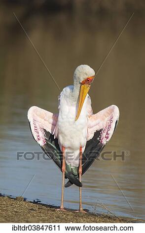 "Yellow-billed Stork (Mycteria ibis), female, basking and preening at the lakeshore, during the breeding season the wing coverts are tinged with pink, Sunset Dam, Kruger National Park, South Africa, Africa" View Large Photo Image Stock Image - "Yellow-billed Stork (Mycteria ibis), female, basking and preening at the lakeshore, during the breeding season the wing coverts are tinged with pink, Sunset Dam, Kruger National Park, South Africa, Africa". Fotosearch