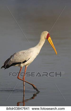 "Yellow-billed Stork (Mycteria ibis), Sunset Dam, Kruger National Park, South Africa, Africa" View Large Photo Image Stock Image - "Yellow-billed Stork (Mycteria ibis), Sunset Dam, Kruger National Park, South Africa, Africa". Fotosearch