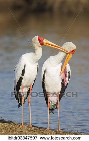 "Yellow-billed Stork (Mycteria ibis), pair, male preening the female, at the lakeshore, Sunset Dam, Kruger National Park, South Africa, Africa" View Large Photo Image Stock Photo - "Yellow-billed Stork (Mycteria ibis), pair, male preening the female, at the lakeshore, Sunset Dam, Kruger National Park, South Africa, Africa". Fotosearch