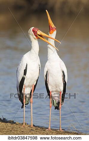 "Yellow-billed Stork (Mycteria ibis), pair, male on the left, during the breeding season, at the lakeshore, Sunset Dam, Kruger National Park, South Africa, Africa" View Large Photo Image Stock Photo - "Yellow-billed Stork (Mycteria ibis), pair, male on the left, during the breeding season, at the lakeshore, Sunset Dam, Kruger National Park, South Africa, Africa". Fotosearch