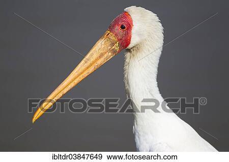 "Yellow-billed Stork (Mycteria ibis), Sunset Dam, Kruger National Park, South Africa, Africa" View Large Photo Image Stock Photo - "Yellow-billed Stork (Mycteria ibis), Sunset Dam, Kruger National Park, South Africa, Africa". Fotosearch