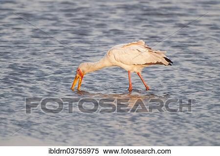 "Yellow-billed Stork (Mycteria ibis), Chobe National Park, North-West District, Botswana, Africa" View Large Photo Image Stock Photography - "Yellow-billed Stork (Mycteria ibis), Chobe National Park, North-West District, Botswana, Africa". Fotosearch