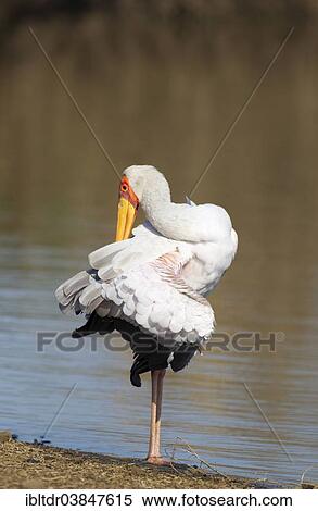 "Yellow-billed Stork (Mycteria ibis), female, preening at the lakeshore, Sunset Dam, Kruger National Park, South Africa, Africa" View Large Photo Image Stock Photography - "Yellow-billed Stork (Mycteria ibis), female, preening at the lakeshore, Sunset Dam, Kruger National Park, South Africa, Africa". Fotosearch