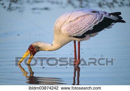 Stock Image - "Yellow-billed Stork or Wood Ibis (Mycteria ibis), Chobe Riverfront, Chobe National Park, North-West District, Botswana, Africa". Fotosearch
