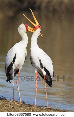 "Yellow-billed Storks (Mycteria ibis), pair in courtship, male on the left, at Sunset Dam, Kruger National Park, South Africa, Africa" View Large Photo Image Stock Image - "Yellow-billed Storks (Mycteria ibis), pair in courtship, male on the left, at Sunset Dam, Kruger National Park, South Africa, Africa". Fotosearch