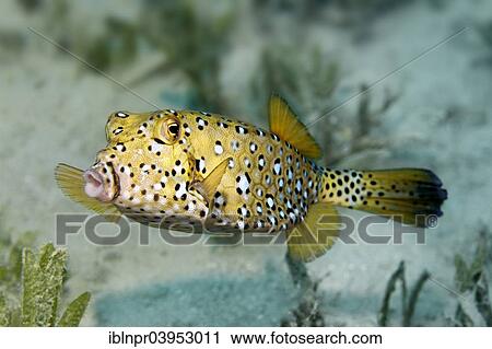 "Yellow Boxfish or Cube Trunkfish (Ostracion cubicus) on seagrass, Makadi Bay, Red Sea, Hurghada, Egypt, Africa" View Large Photo Image Stock Image - "Yellow Boxfish or Cube Trunkfish (Ostracion cubicus) on seagrass, Makadi Bay, Red Sea, Hurghada, Egypt, Africa". Fotosearch