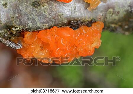 "Yellow Brain, Golden Jelly Fungus or Witches' Butter (Tremella mesenteric), Bavaria, Germany, Europe" View Large Photo Image Stock Photo - "Yellow Brain, Golden Jelly Fungus or Witches' Butter (Tremella mesenteric), Bavaria, Germany, Europe". Fotosearch