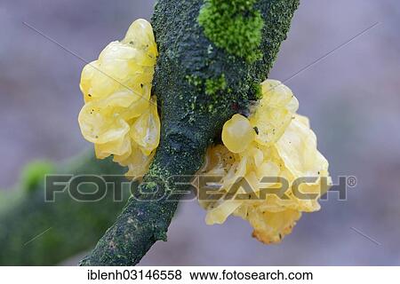 "Yellow Brain, Golden Jelly Fungus, Yellow Trembler or Witches' Butter (Tremella mesenteric), Haren, Emsland, Lower Saxony, Germany, Europe" View Large Photo Image Stock Photo - "Yellow Brain, Golden Jelly Fungus, Yellow Trembler or Witches' Butter (Tremella mesenteric), Haren, Emsland, Lower Saxony, Germany, Europe". Fotosearch