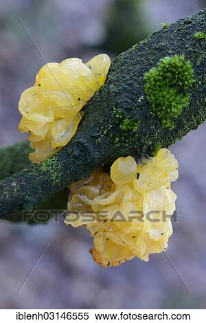 "Yellow Brain, Golden Jelly Fungus, Yellow Trembler or Witches' Butter (Tremella mesenteric), Haren, Emsland, Lower Saxony, Germany, Europe" View Large Photo Image Stock Photography - "Yellow Brain, Golden Jelly Fungus, Yellow Trembler or Witches' Butter (Tremella mesenteric), Haren, Emsland, Lower Saxony, Germany, Europe". Fotosearch