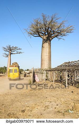 "Yellow bus crossing a village, Baobab trees (Adansonia grandidieri), Toliara province, Madagascar, Africa" View Large Photo Image Stock Image - "Yellow bus crossing a village, Baobab trees (Adansonia grandidieri), Toliara province, Madagascar, Africa". Fotosearch