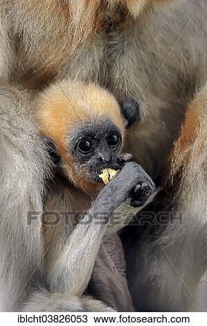 "Yellow-cheeked Gibbon (Nomascus gabriellae), young, captive, Germany, Europe" View Large Photo Image Stock Image - "Yellow-cheeked Gibbon (Nomascus gabriellae), young, captive, Germany, Europe". Fotosearch