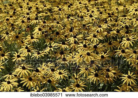 "Yellow Coneflower or Black Eyed Susan (Rudbeckia fulgida), Landesgartenschau, State Garden Show 2014, Schwabisch Gmund, Baden Wurttemberg, Germany, Europe" View Large Photo Image Stock Image - "Yellow Coneflower or Black Eyed Susan (Rudbeckia fulgida), Landesgartenschau, State Garden Show 2014, Schwabisch Gmund, Baden Wurttemberg, Germany, Europe". Fotosearch