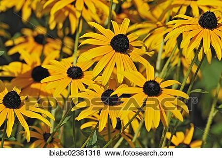 "Yellow Coneflower (Rudbeckia fulgida), Bavaria, Germany, Europe" View Large Photo Image Stock Photo - "Yellow Coneflower (Rudbeckia fulgida), Bavaria, Germany, Europe". Fotosearch