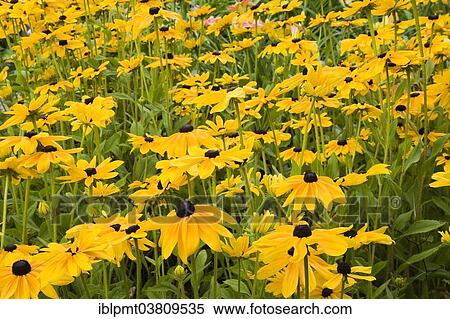"Yellow Coneflowers (Rudbeckia), Quebec, Canada, North America" View Large Photo Image Stock Photography - "Yellow Coneflowers (Rudbeckia), Quebec, Canada, North America". Fotosearch