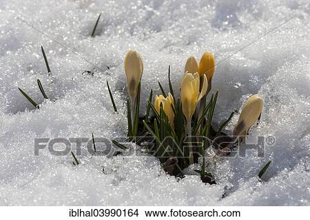 "Yellow Crocuses (Crocus sp. ) in snow, Germany, Europe" View Large Photo Image Picture - "Yellow Crocuses (Crocus sp. ) in snow, Germany, Europe". Fotosearch
