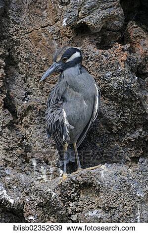 "Yellow-crowned Night Heron (Nyctanassa violacea), Genovesa Island, Galapagos Islands, UNESCO World Natural Heritage Site, Ecuador, South America" View Large Photo Image Stock Photo - "Yellow-crowned Night Heron (Nyctanassa violacea), Genovesa Island, Galapagos Islands, UNESCO World Natural Heritage Site, Ecuador, South America". Fotosearch