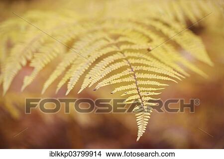 "Yellow discolored Common Bracken or Eagle Fern (Pteridium aquilinum) in autumn in Kirnischtal valley, Saxon Switzerland, Ottendorf, Saxony, Germany, Europe" View Large Photo Image Picture - "Yellow discolored Common Bracken or Eagle Fern (Pteridium aquilinum) in autumn in Kirnischtal valley, Saxon Switzerland, Ottendorf, Saxony, Germany, Europe". Fotosearch