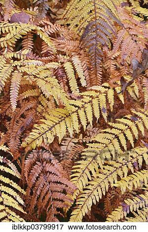 "Yellow discolored Common Bracken or Eagle Fern (Pteridium aquilinum) in autumn in Kirnischtal valley, Saxon Switzerland, Ottendorf, Saxony, Germany, Europe" View Large Photo Image Stock Photo - "Yellow discolored Common Bracken or Eagle Fern (Pteridium aquilinum) in autumn in Kirnischtal valley, Saxon Switzerland, Ottendorf, Saxony, Germany, Europe". Fotosearch
