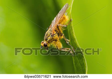 "Yellow dung fly (Scathophaga stercoraria), perched on a leaf, Bridgend, Wales, United Kingdom, Europe" View Large Photo Image Stock Image - "Yellow dung fly (Scathophaga stercoraria), perched on a leaf, Bridgend, Wales, United Kingdom, Europe". Fotosearch