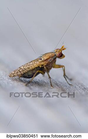 "Yellow dung fly (Scathophaga stercoraria), on wood, South Wales, Wales, United Kingdom, Europe" View Large Photo Image Stock Image - "Yellow dung fly (Scathophaga stercoraria), on wood, South Wales, Wales, United Kingdom, Europe". Fotosearch
