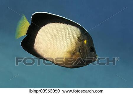"Yellow-ear angelfish (Apolemichthys xanthotis), Makadi Bay, Red Sea, Hurghada, Egypt, Africa" View Large Photo Image Stock Image - "Yellow-ear angelfish (Apolemichthys xanthotis), Makadi Bay, Red Sea, Hurghada, Egypt, Africa". Fotosearch