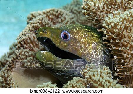 "Yellow-Edged Moray (Gymnothorax flavimarginatus), amongst leathery corals, Dimaniyat Islands nature reserve, Al Batinah region, Oman, Asia" View Large Photo Image Stock Image - "Yellow-Edged Moray (Gymnothorax flavimarginatus), amongst leathery corals, Dimaniyat Islands nature reserve, Al Batinah region, Oman, Asia". Fotosearch