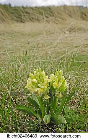 "Yellow Elder-flowered Orchid (Dactylorhiza sambucina, Orchis sambucina), Provence, Southern France, France, Europe" View Large Photo Image Stock Photo - "Yellow Elder-flowered Orchid (Dactylorhiza sambucina, Orchis sambucina), Provence, Southern France, France, Europe". Fotosearch