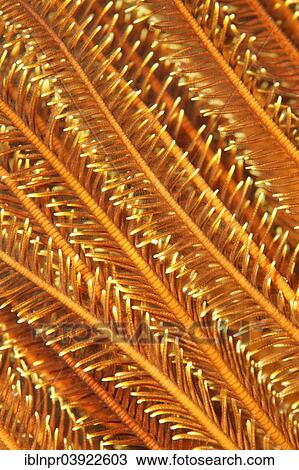 "Yellow Feather Star (Comaster sp. ), detail, Sabang Beach, Puerto Galera, Mindoro, Philippines, Asia" View Large Photo Image Stock Image - "Yellow Feather Star (Comaster sp. ), detail, Sabang Beach, Puerto Galera, Mindoro, Philippines, Asia". Fotosearch