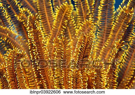 Stock Photograph - "Yellow Feather Star (Comaster sp. ), detail, Sabang Beach, Puerto Galera, Mindoro, Philippines, Asia". Fotosearch