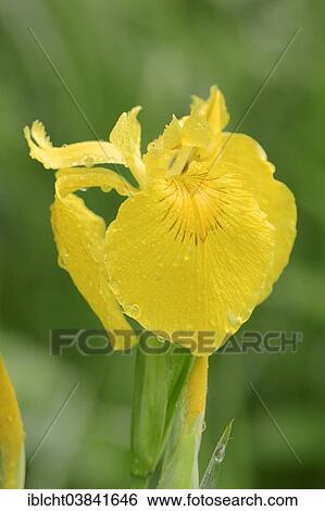 "Yellow Flag or Yellow Iris (Iris pseudacorus), flower, North Rhine-Westphalia, Germany, Europe" View Large Photo Image Stock Photograph - "Yellow Flag or Yellow Iris (Iris pseudacorus), flower, North Rhine-Westphalia, Germany, Europe". Fotosearch