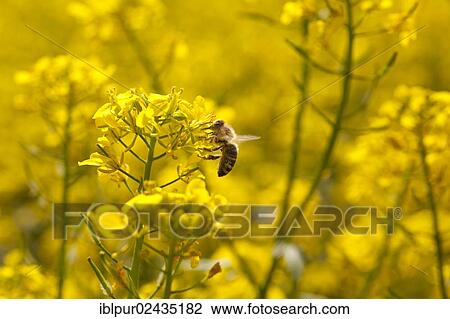 "Yellow flowering canola (Brassica napus), honey bee (Apis) on flower, Coswig, Saxony, Germany, Europe" View Large Photo Image Stock Image - "Yellow flowering canola (Brassica napus), honey bee (Apis) on flower, Coswig, Saxony, Germany, Europe". Fotosearch