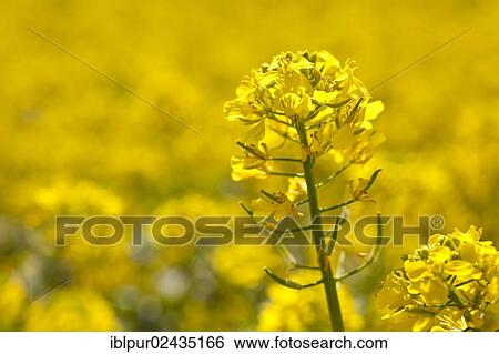 "Yellow flowering canola (Brassica napus), Coswig, Saxony, Germany, Europe" View Large Photo Image Stock Photograph - "Yellow flowering canola (Brassica napus), Coswig, Saxony, Germany, Europe". Fotosearch