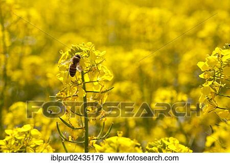 "Yellow flowering canola (Brassica napus), honey bee (Apis) on flower, Coswig, Saxony, Germany, Europe" View Large Photo Image Stock Photograph - "Yellow flowering canola (Brassica napus), honey bee (Apis) on flower, Coswig, Saxony, Germany, Europe". Fotosearch