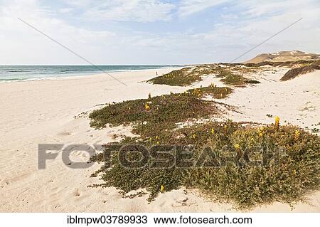 "Yellow flowering Desert Broomrape plants (Cistanche deserticola) on Varandinha Beach, Praia de Chave, island of Boa Vista, Cape Verde, Republic of Cabo Verde, Africa" View Large Photo Image Stock Image - "Yellow flowering Desert Broomrape plants (Cistanche deserticola) on Varandinha Beach, Praia de Chave, island of Boa Vista, Cape Verde, Republic of Cabo Verde, Africa". Fotosearch