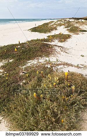 "Yellow flowering Desert Broomrape plants (Cistanche deserticola) on Varandinha Beach, Praia de Chave, island of Boa Vista, Cape Verde, Republic of Cabo Verde, Africa" View Large Photo Image Stock Photo - "Yellow flowering Desert Broomrape plants (Cistanche deserticola) on Varandinha Beach, Praia de Chave, island of Boa Vista, Cape Verde, Republic of Cabo Verde, Africa". Fotosearch