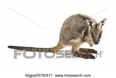 Yellow-Footed Rock-Wallaby (Petrogale xanthopus) View Large Photo Image Stock Image - Yellow-Footed Rock-Wallaby (Petrogale xanthopus). Fotosearch