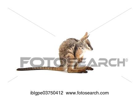 Yellow-Footed Rock-Wallaby (Petrogale xanthopus) View Large Photo Image Stock Image - Yellow-Footed Rock-Wallaby (Petrogale xanthopus). Fotosearch