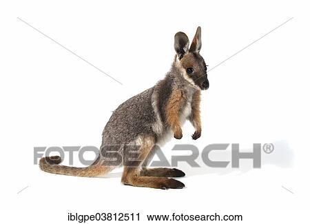 Yellow-Footed Rock-Wallaby (Petrogale xanthopus) View Large Photo Image Stock Image - Yellow-Footed Rock-Wallaby (Petrogale xanthopus). Fotosearch