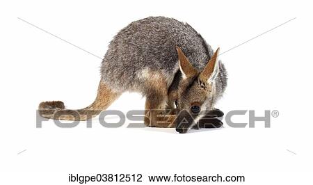 Yellow-Footed Rock-Wallaby (Petrogale xanthopus) View Large Photo Image Stock Image - Yellow-Footed Rock-Wallaby (Petrogale xanthopus). Fotosearch