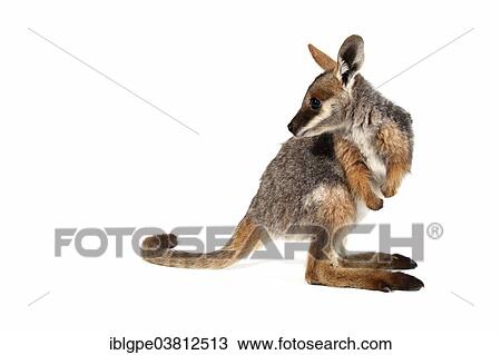 Yellow-Footed Rock-Wallaby (Petrogale xanthopus) View Large Photo Image Stock Image - Yellow-Footed Rock-Wallaby (Petrogale xanthopus). Fotosearch
