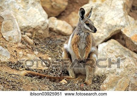 "Yellow-footed Rock Wallaby (Petrogale xanthopus), adult, Australia, Oceania" View Large Photo Image Stock Image - "Yellow-footed Rock Wallaby (Petrogale xanthopus), adult, Australia, Oceania". Fotosearch