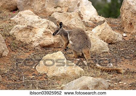"Yellow-footed Rock Wallaby (Petrogale xanthopus), adult, Australia, Oceania" View Large Photo Image Stock Image - "Yellow-footed Rock Wallaby (Petrogale xanthopus), adult, Australia, Oceania". Fotosearch