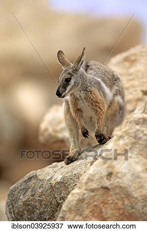 Stock Photo - "Yellow-footed Rock Wallaby (Petrogale xanthopus), adult, Australia, Oceania". Fotosearch