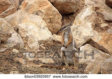 "Yellow-footed Rock Wallaby (Petrogale xanthopus), adult, Australia, Oceania" View Large Photo Image Stock Photo - "Yellow-footed Rock Wallaby (Petrogale xanthopus), adult, Australia, Oceania". Fotosearch