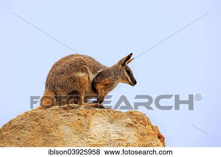 "Yellow-footed Rock Wallaby (Petrogale xanthopus), adult on rock, Australia, Oceania" View Large Photo Image Stock Photo - "Yellow-footed Rock Wallaby (Petrogale xanthopus), adult on rock, Australia, Oceania". Fotosearch