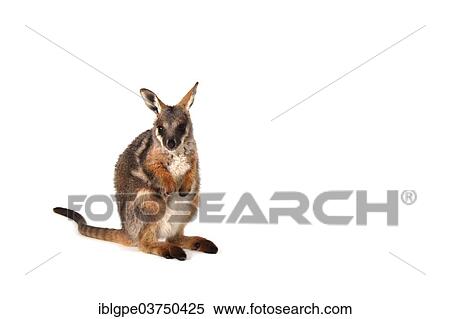 Stock Photography - Yellow-Footed Rock-Wallaby (Petrogale xanthopus). Fotosearch