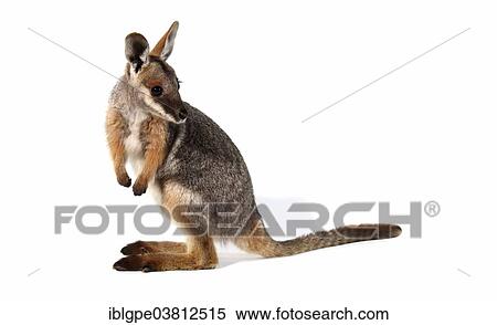 Yellow-Footed Rock-Wallaby (Petrogale xanthopus) View Large Photo Image Stock Photography - Yellow-Footed Rock-Wallaby (Petrogale xanthopus). Fotosearch