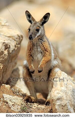 Stock Photography - "Yellow-footed Rock Wallaby (Petrogale xanthopus), adult, Australia, Oceania". Fotosearch