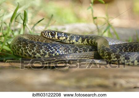 Stock Photo - "Yellow-green Whip Snake or Western Whip Snake (Hierophis viridiflavus), Corippo, Valle Verzasca, Kanton Tessin, Switzerland, Europe". Fotosearch